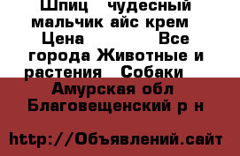 Шпиц - чудесный мальчик айс-крем › Цена ­ 20 000 - Все города Животные и растения » Собаки   . Амурская обл.,Благовещенский р-н